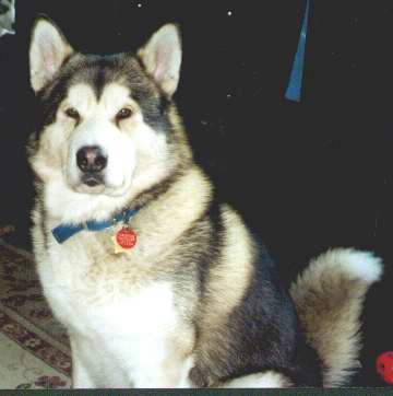 SAMSON