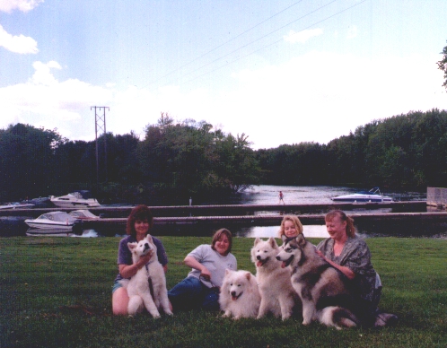 Illa with her Samoyed friends