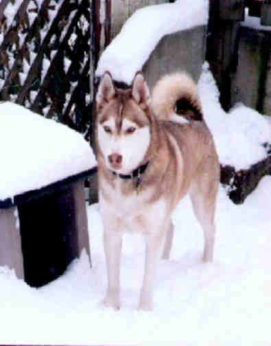 Noah