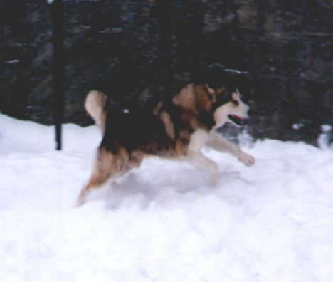 Sam running